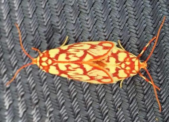 Lactura erythractis