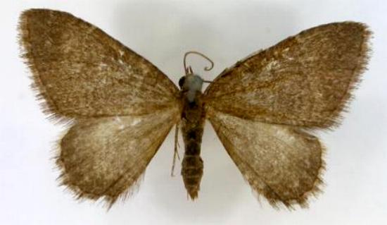 Chrysolarentia orthropis