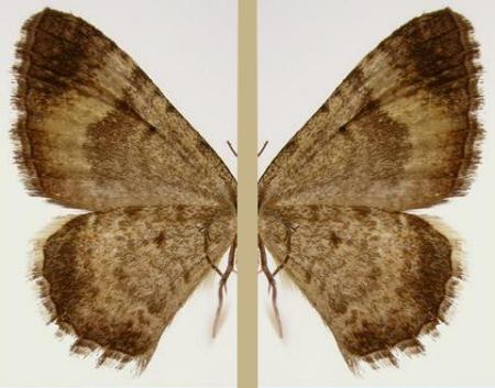 Chrysolarentia orthropis
