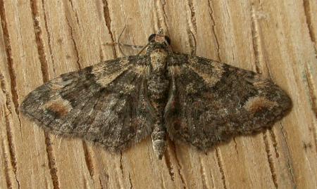 Chloroclystis pallidiplaga