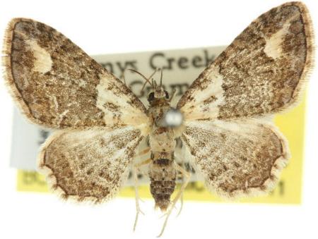 Chloroclystis pallidiplaga