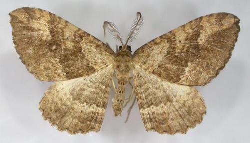 Acodia pauper