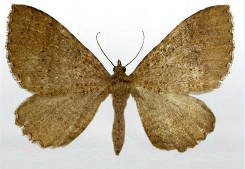Acodia pauper