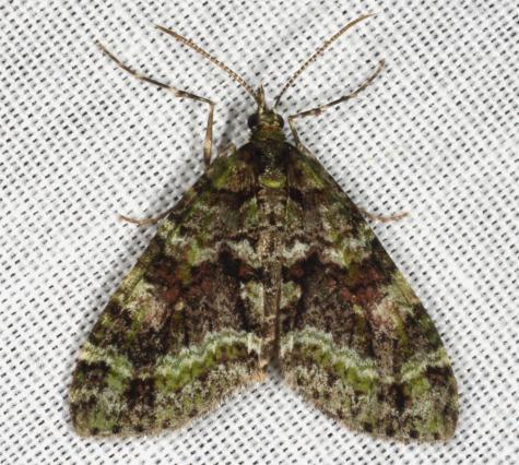 Tympanota perophora
