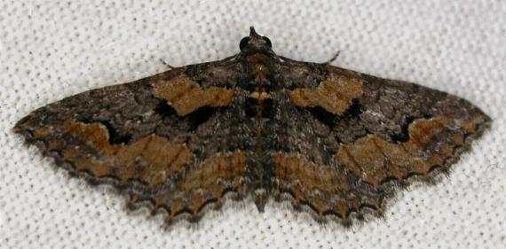 Chrysolarentia plesia