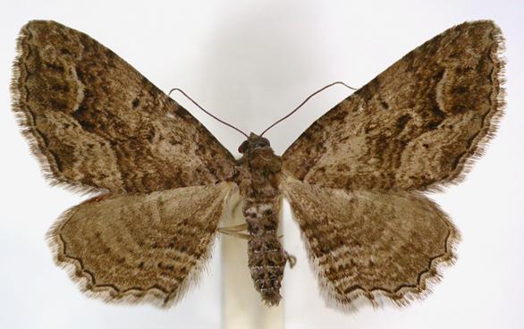 Chrysolarentia plesia