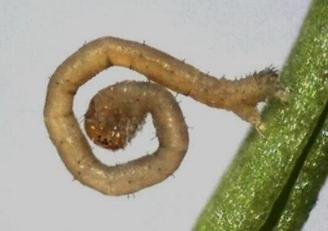 Chrysolarentia severata