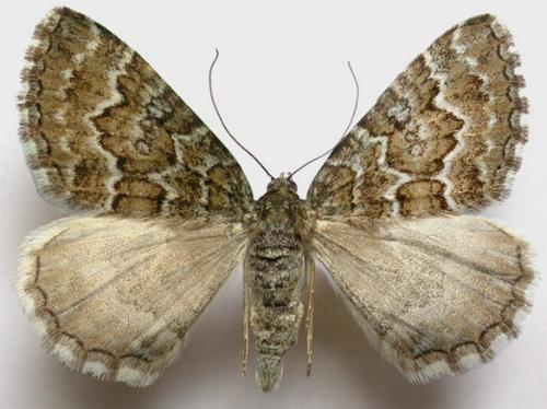 Chrysolarentia symphona