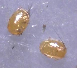 Pasiphilodes testulata
