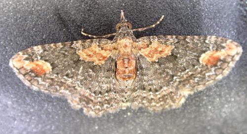 Pasiphilodes testulata