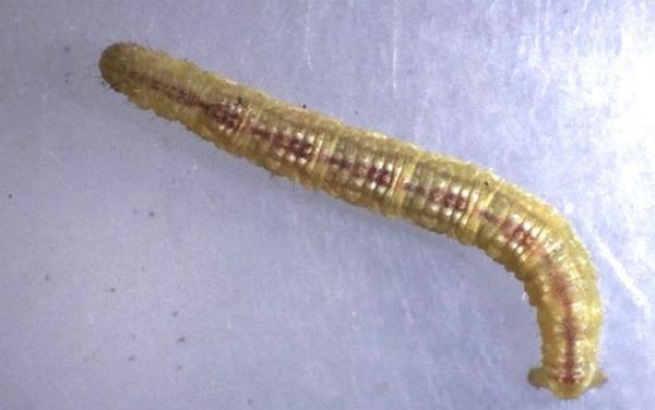 Pasiphilodes testulata
