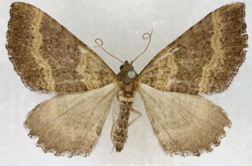 Chrysolarentia trygodes