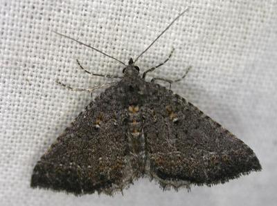 Chrysolarentia trygodes