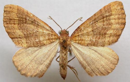 Chrysolarentia trygodes