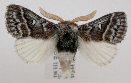 Porela albifinis