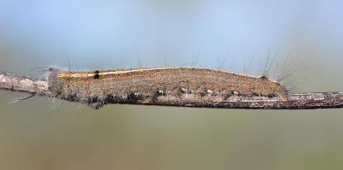 Opsirhina alphaea