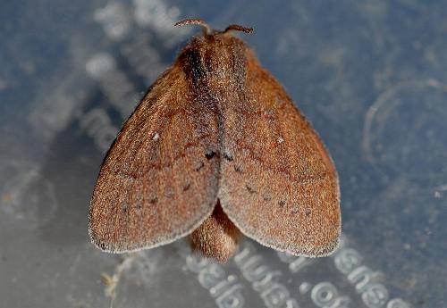 Opsirhina alphaea
