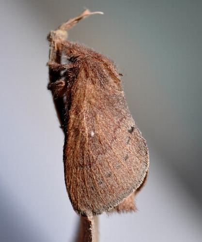 Opsirhina alphaea
