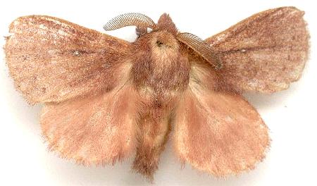 Opsirhina alphaea