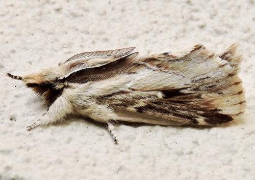 Porela amathodes