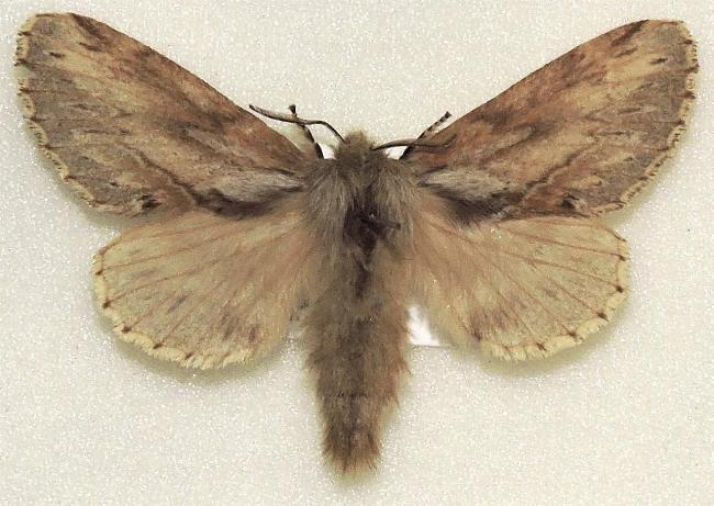 Porela amathodes