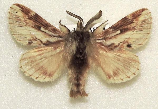 Porela amathodes