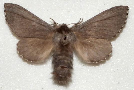 Symphyta colpodes