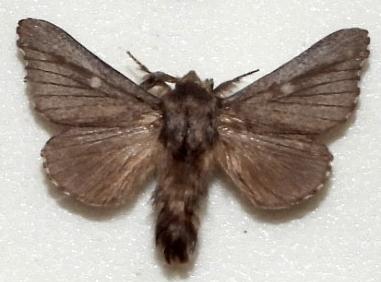 Symphyta colpodes