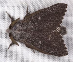 Symphyta colpodes