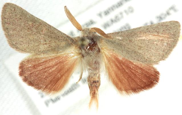 Neurochyta edna