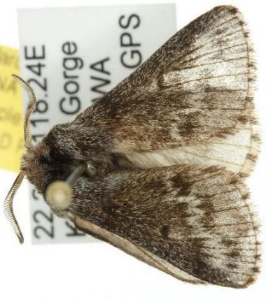 Symphyta nephelodes