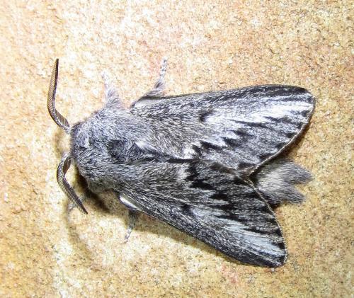 Symphyta oxygramma