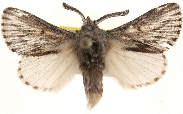 Symphyta oxygramma