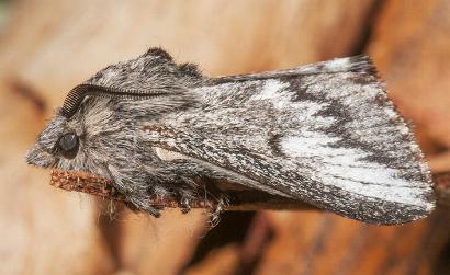 Symphyta oxygramma