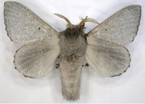 Symphyta psaropis