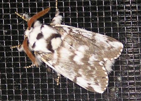 Porela vitulina