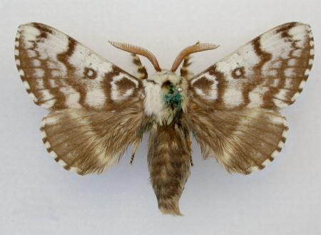 Porela vitulina