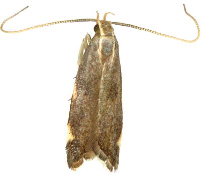 Crocanthes diula