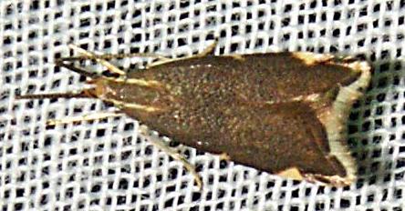 Crocanthes diula