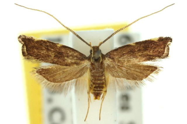 Crocanthes diula
