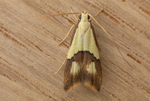 Crocanthes glycina