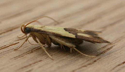 Crocanthes glycina