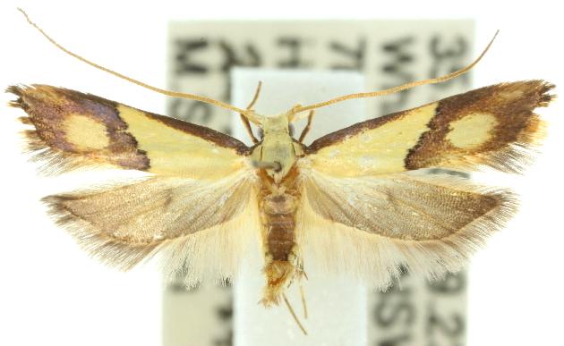 Crocanthes glycina