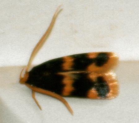 Sisyrodonta ochrosidera