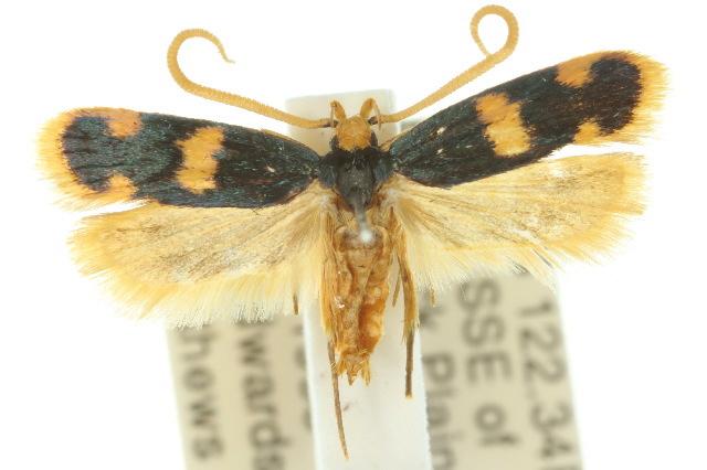 Sisyrodonta ochrosidera