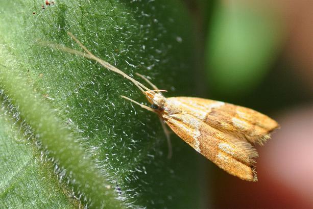 Crocanthes prasinopis
