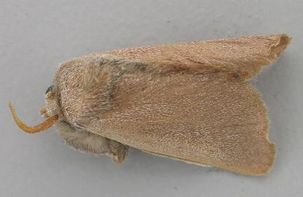 Eloasa acrata