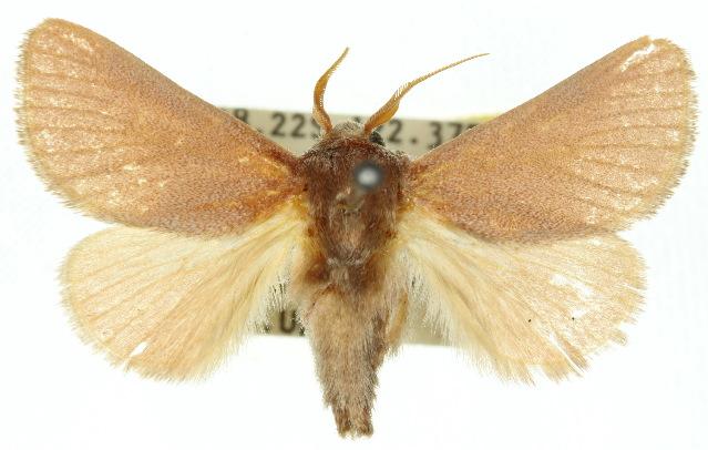 Eloasa acrata