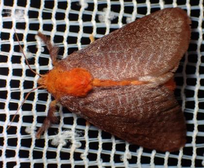 Doratifera corallina