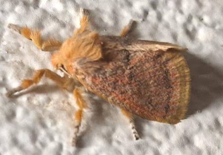 Comana inexpectata